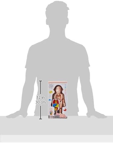 Human body model - 30cm