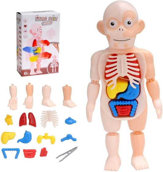 Children Toy Human Body Model, Kids Educational Science Toy