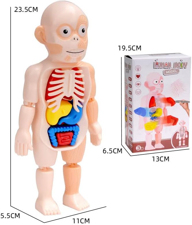 لعبة نموذج جسم الإنسان للأطفال، لعبة تعليمية علمية للأطفال