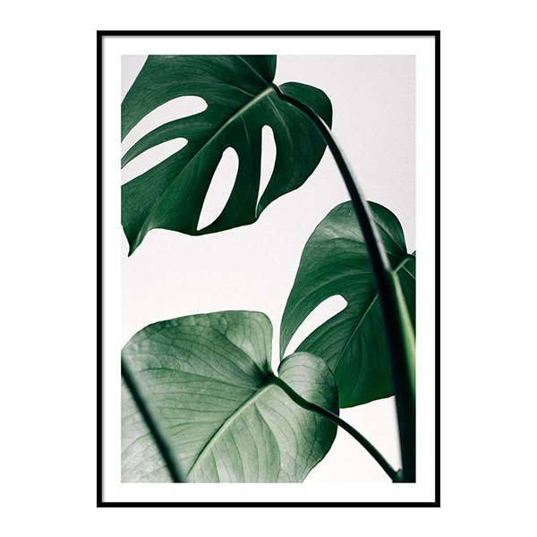 إطار مونستيرا 