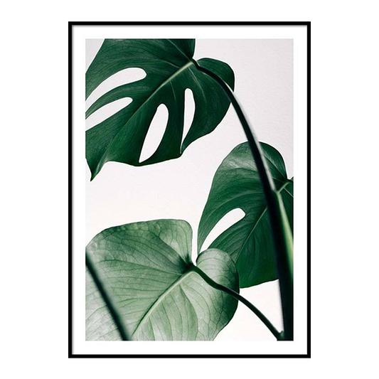 إطار مونستيرا 