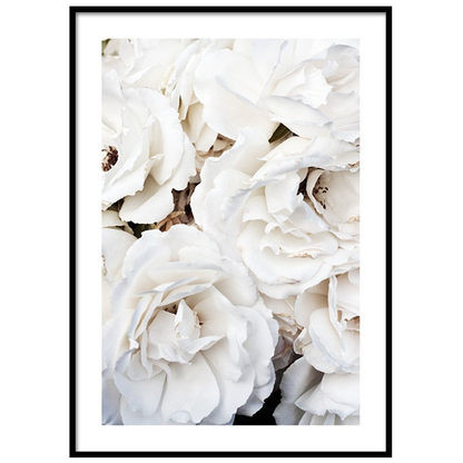 إطار من الورود البيضاء 