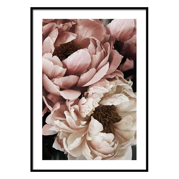 إطار زهرة الفاوانيا بلون غروب الشمس المرجاني 