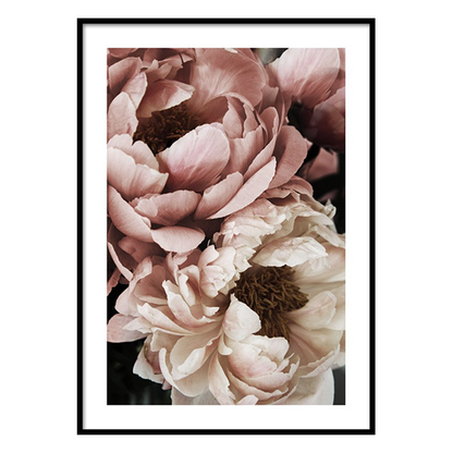 إطار زهرة الفاوانيا بلون غروب الشمس المرجاني 