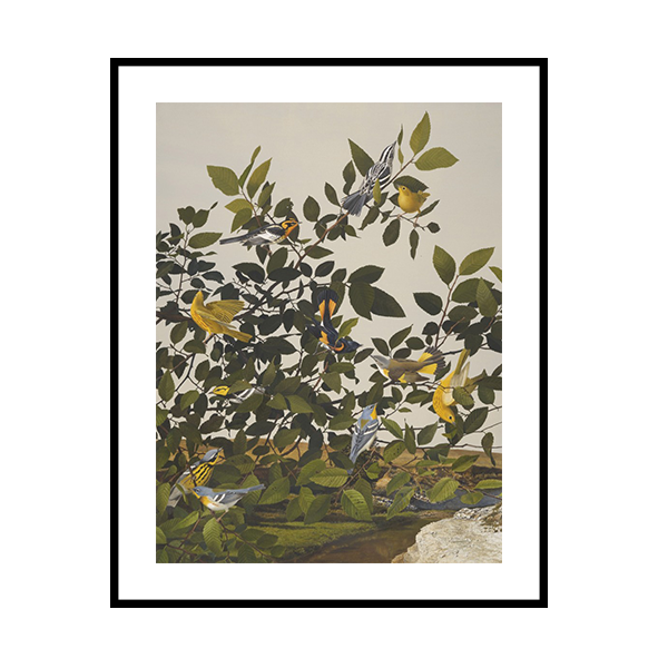 إطار الطيور على الشجيرات 