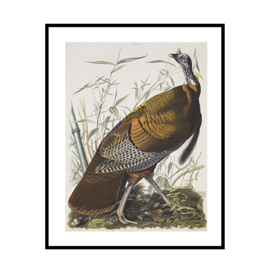 Turkey Frame