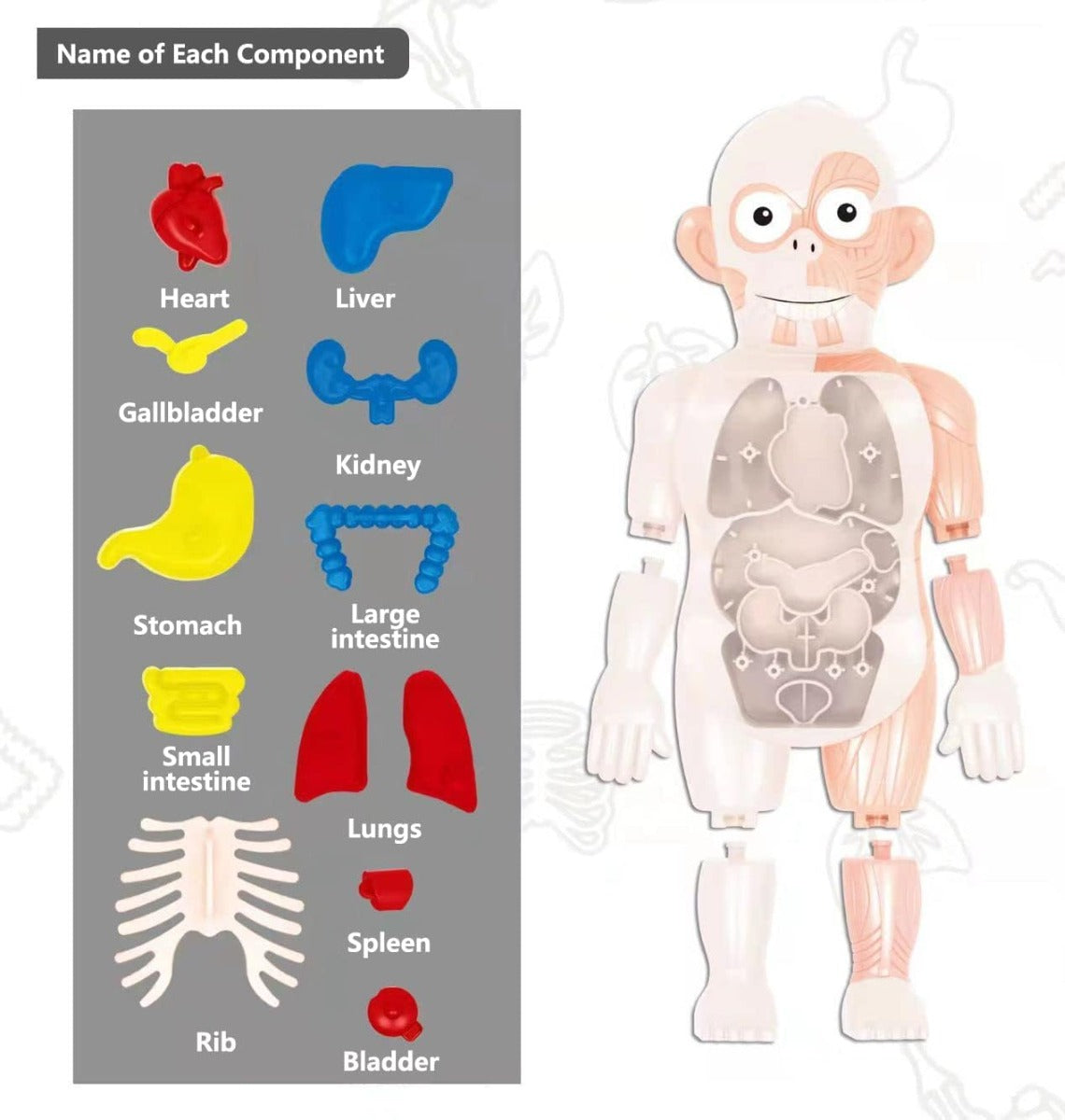 لعبة نموذج جسم الإنسان للأطفال، لعبة تعليمية علمية للأطفال