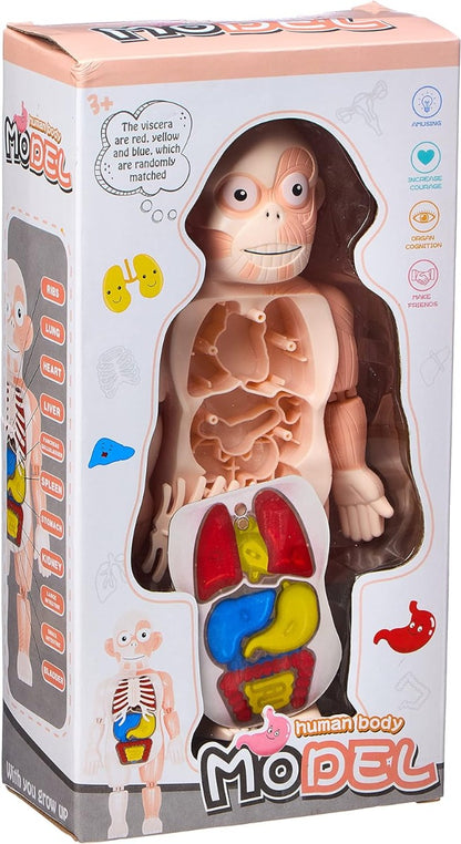 Human body model - 30cm